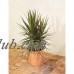 Dracaena Marginata Bush Madagascar Dragon Tree Easy to Grow Live House Plant from Delray Plants, 10-inch Grower Pot   553137697